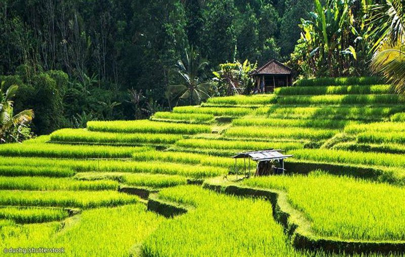 Tur në grup në Bali